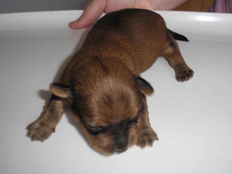 STRAKONICKÝ Deník.cz